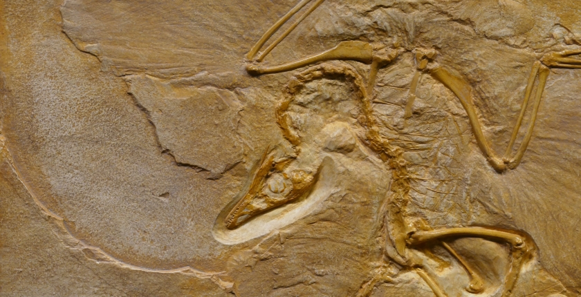 fossilized dinosaur skeleton